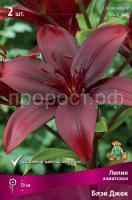 Лилия азиатская Блэк Джек Лилия азиатская Блэк Джек