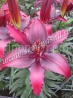 Блэк лист Блэк лист