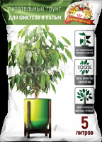 пальм пальм