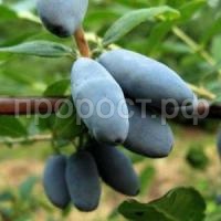 жимолость амур жимолость амур