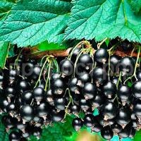 С177170_0 С177170_0