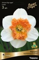 narciss_krupnokoron_chardash_kaper narciss_krupnokoron_chardash_kaper