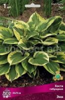 Хоста гибридная Энн Хоста гибридная Энн