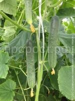 апрельский апрельский