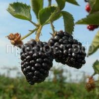 ежевика вождь джозеф ежевика вождь джозеф