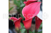 НоменклатураПрисоединенныеФайлы НоменклатураПрисоединенныеФайлы