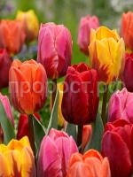 роял фламенс роял фламенс