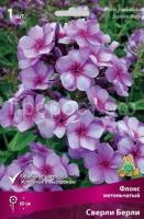 Флокс метельчатый Сверли Берли Флокс метельчатый Сверли Берли