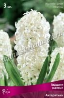 Гиацинт Антарктика Гиацинт Антарктика