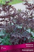 klopogon_vetvist_atropurpurea_kaper