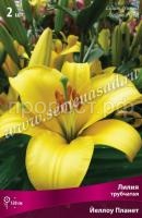 Лилия Трубчатая Йеллоу Планет (14-16) 2 шт 706483