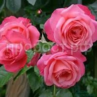 Без названия Без названия