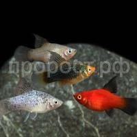 Рыба Пецилия ассорти (Poecilia sp.)