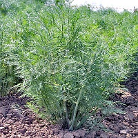 Укроп аллигатор