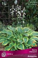 Хоста гибридная Атлантис (1) Хоста гибридная Атлантис (1)