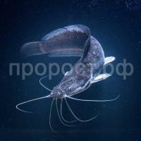 Рыба Сом Парчовый Птеригоплихт 20-30см Рыба Сом Парчовый Птеригоплихт 20-30см