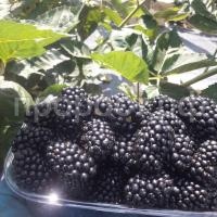 Viktoriya-1 Viktoriya-1