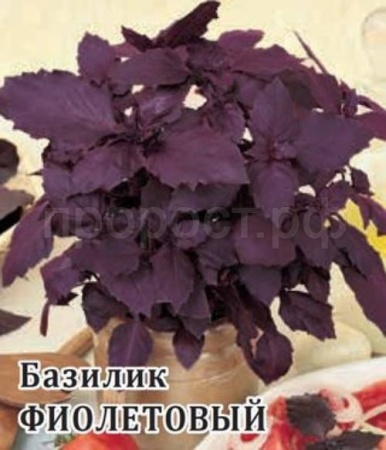 Базилик Фиолетовый 10 г Базилик Фиолетовый 10 г